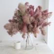 【08直前】【生花】<50cm程度>スモークツリー レッド丸福清花園　【OT】