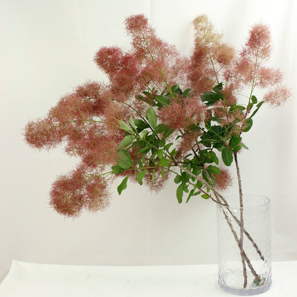 直前 スモークツリー ルビーファー 80cm程度 日本草花園 画像よりやや色薄め 生花 通販 はなどんやアソシエ 直前 スモークツリー ルビーファー 80cm程度 日本草花園 画像よりやや色薄め 生花 通販 はなどんやアソシエ