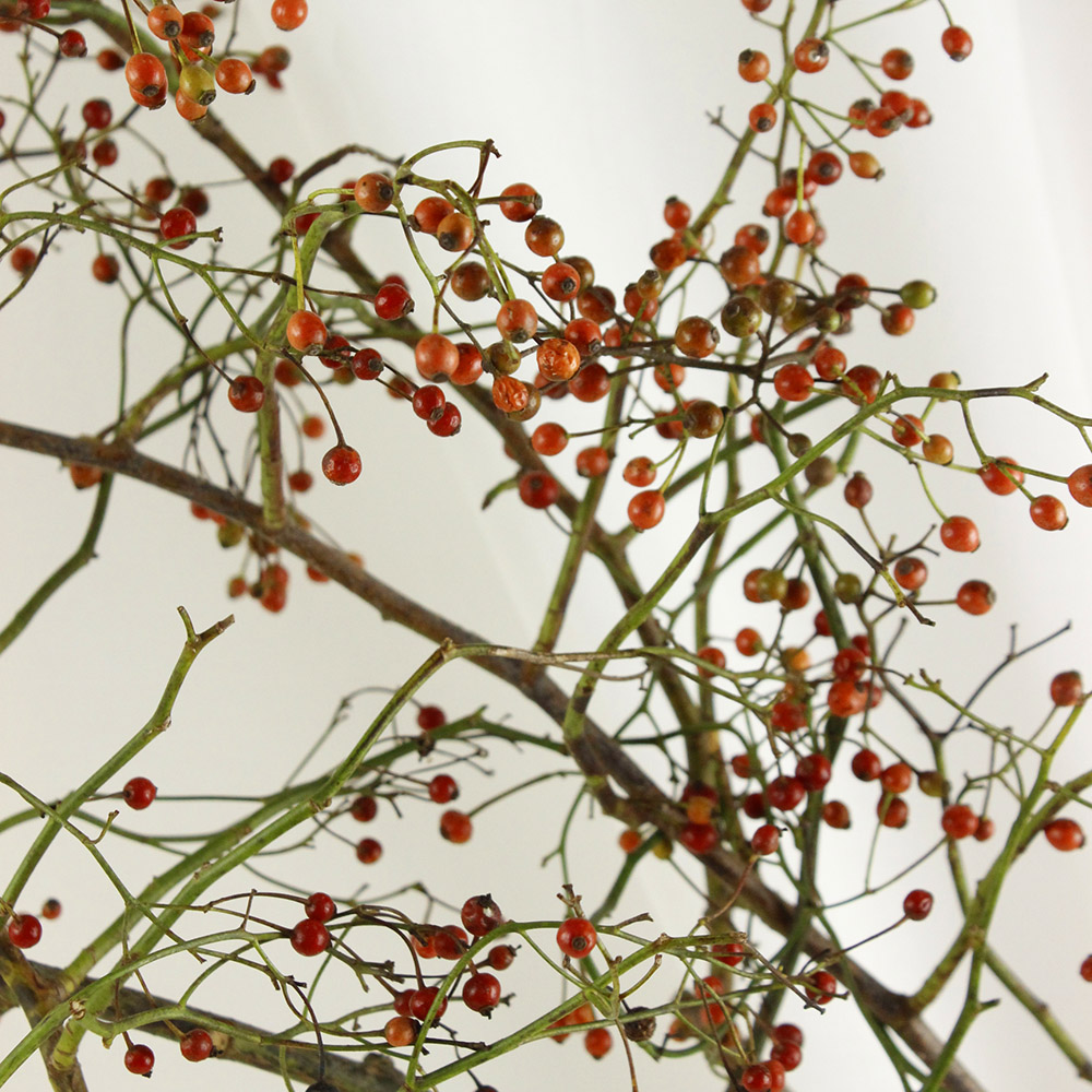 生花 野バラ 実つき枝もの 親和会 1m程度 Ot 通販 はなどんやアソシエ 生花 野バラ 実つき枝もの 親和会 1m程度 Ot 通販 はなどんやアソシエ