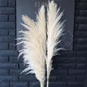 生花/ドライ】110cm 穂だしドライパンパス 晩生タイプ・極上