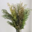 【生花】シノブヒバ(60cm程度)【IT-29】