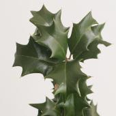 【生花】ヒイラギ　40cm程度 ※入荷少　日本草花園