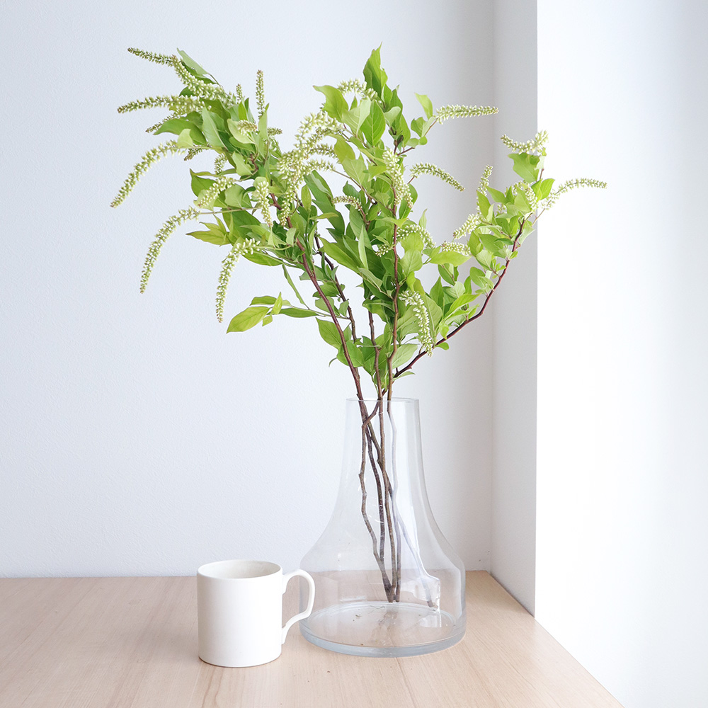 生花 姫リョウブ コバノズイナ 花穂つき70cm程度 通販 はなどんやアソシエ 生花 姫リョウブ コバノズイナ 花穂つき70cm程度 通販 はなどんやアソシエ