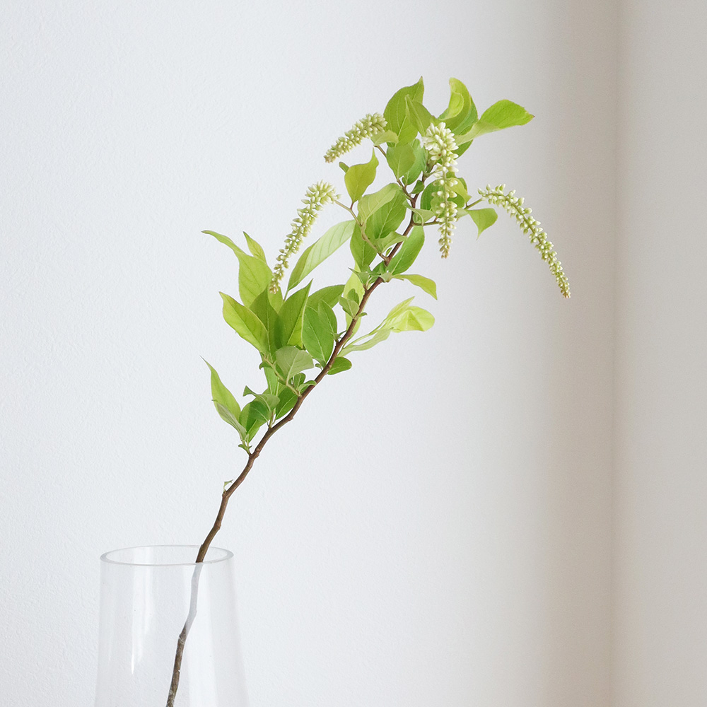 生花 姫リョウブ コバノズイナ 花穂つき70cm程度 通販 はなどんやアソシエ 生花 姫リョウブ コバノズイナ 花穂つき70cm程度 通販 はなどんやアソシエ