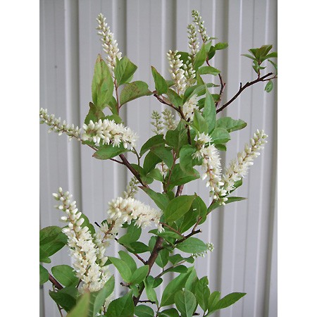 生花 姫リョウブ コバノズイナ 花穂つき70cm程度 通販 はなどんやアソシエ 生花 姫リョウブ コバノズイナ 花穂つき70cm程度 通販 はなどんやアソシエ