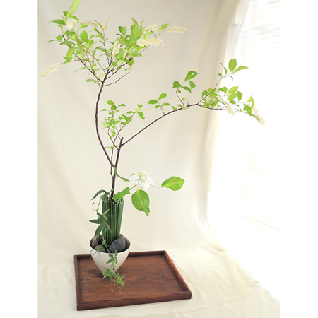 生花 姫リョウブ コバノズイナ 花穂つき70cm程度 通販 はなどんやアソシエ 生花 姫リョウブ コバノズイナ 花穂つき70cm程度 通販 はなどんやアソシエ