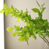 ※販売期間外※【直前】【生花】星野さんの姫リョウブ（コバノズイナ）1本立ち　60cm程度【OR-29】