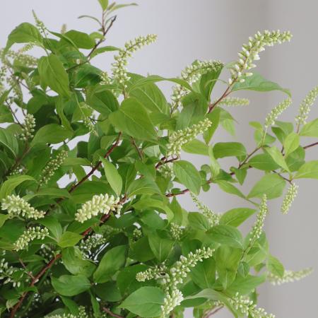 【生花】姫リョウブ(コバノズイナ)　花穂つきスプレー　 60cm程度　【OT】