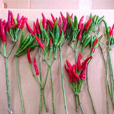 【生花】タカノツメ　1束10本程度　20〜30※グリーンやオレンジが混ざることあり