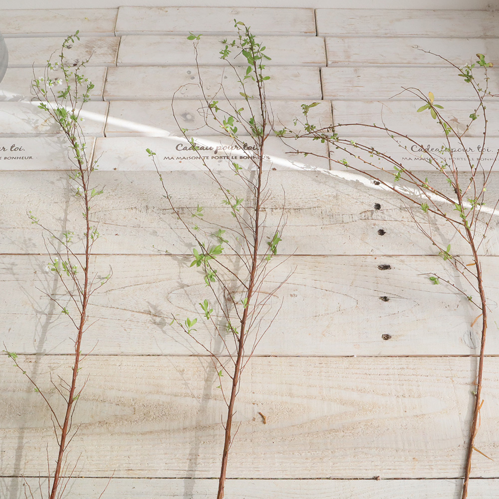 生花 雪柳 花付き 100cm程度 Ot 通販 はなどんやアソシエ 生花 雪柳 花付き 100cm程度 Ot 通販 はなどんやアソシエ