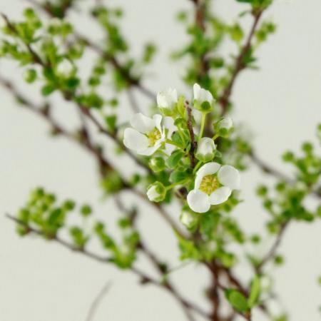 【直前!!!】雪柳(花付き)2Sサイズ(60cm程度)　※商品説明をお読みください。