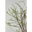 【直前!!!】雪柳(花付き)2Sサイズ(60cm程度)　※商品説明をお読みください。