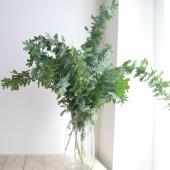 ※販売期間外※【直前!!!】銀葉アカシア　80cm程度　※花なし　星野さん 【生花】