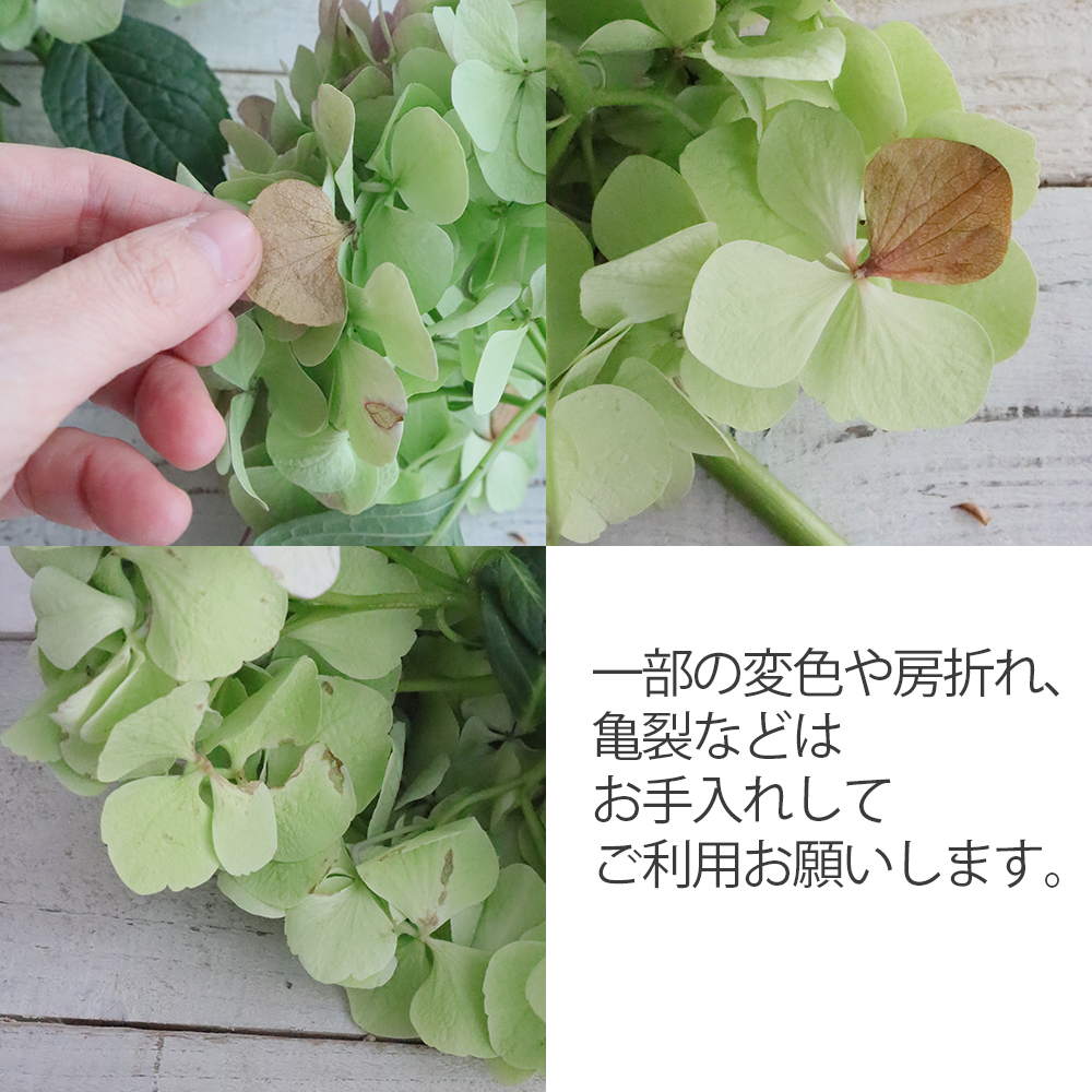 生花 アジサイ アンティークグリーン ジュリアナグリーンピンクなど 早締切ー74 通販 はなどんやアソシエ 生花 アジサイ アンティークグリーン ジュリアナグリーンピンクなど 早締切ー74 通販 はなどんやアソシエ