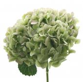 あじさい　2点 生花】キット用>アジサイ アンティークグリーン2A(ジュリアナ