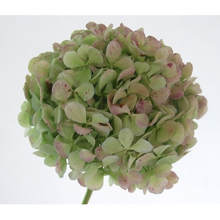 生花 キット用 アジサイ アンティークグリーン2a ジュリアナグリーンピンクなど 早締切ー74 通販 はなどんやアソシエ 生花 キット用 アジサイ アンティークグリーン2a ジュリアナグリーンピンクなど 早締切ー74 通販 はなどんやアソシエ
