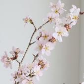 08直前FJ】桜 春ときめき(7-80cm程度)JA全農ぐんま【生花】 - 花