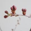 【08直前!】桜 　春ときめき(7-80cm程度)JA全農ぐんま【生花】