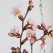 【08直前!】桜 　春ときめき(7-80cm程度)JA全農ぐんま【生花】