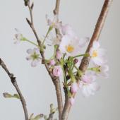 古墨　三生花　大きなサイズです 龍紋古墨 (丸) 【公式通販】