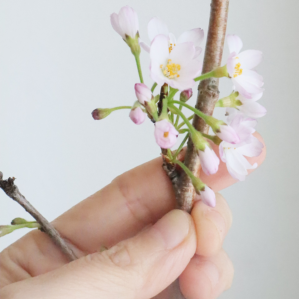 08直前!】桜 思い川(80cm程度)大分農協【生花】 - 花材通販はなどんや