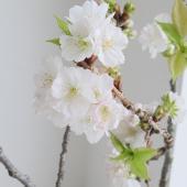 桜ページ 08直前】桜 車返し(80cm程度)大分農協【生花】 - 花材通販はなどんや