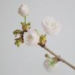 【08直前】八重桜 普賢象(ふげんぞう)100cm程度　山形県さくらセンター【生花】★★