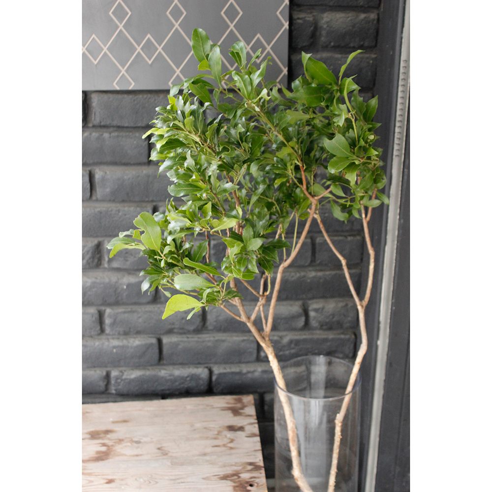 生花 アセビ 枝もの 80cm 1m Ot 通販 はなどんやアソシエ 生花 アセビ 枝もの 80cm 1m Ot 通販 はなどんやアソシエ