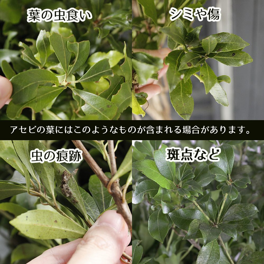 直前 生花 アセビ 枝もの 80cm 1m Ot 通販 はなどんやアソシエ 直前 生花 アセビ 枝もの 80cm 1m Ot 通販 はなどんやアソシエ