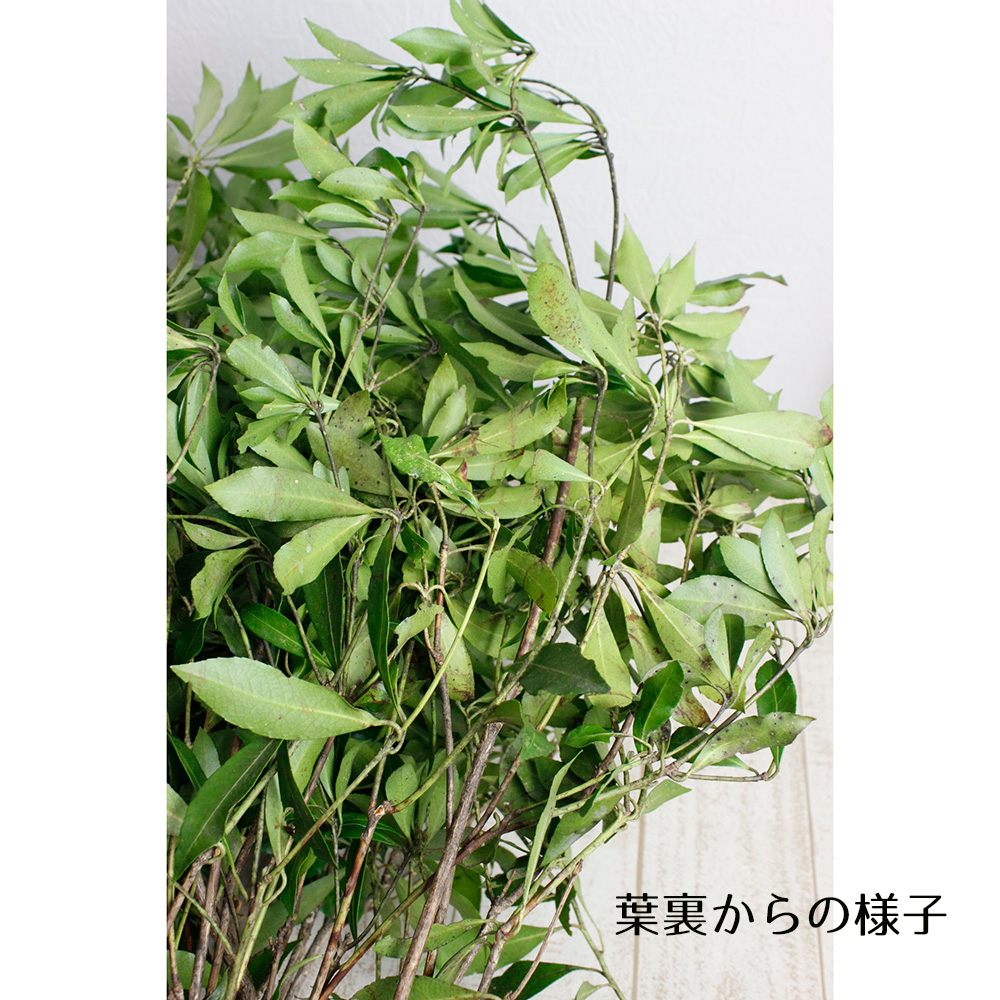 生花 アセビ 枝もの 80cm 1m Ot 通販 はなどんやアソシエ 生花 アセビ 枝もの 80cm 1m Ot 通販 はなどんやアソシエ