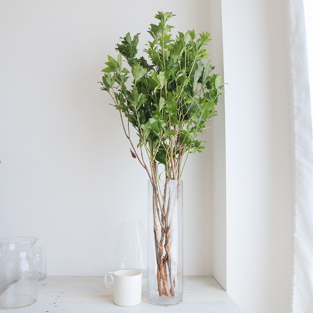 生花 アセビ 枝もの 80cm 1m Ot 通販 はなどんやアソシエ 生花 アセビ 枝もの 80cm 1m Ot 通販 はなどんやアソシエ