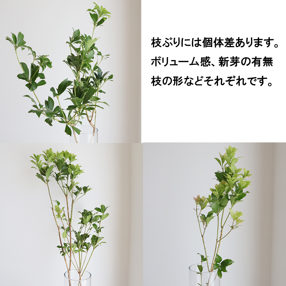 直前 生花 アセビ 枝もの 80cm 1m Ot 通販 はなどんやアソシエ 直前 生花 アセビ 枝もの 80cm 1m Ot 通販 はなどんやアソシエ