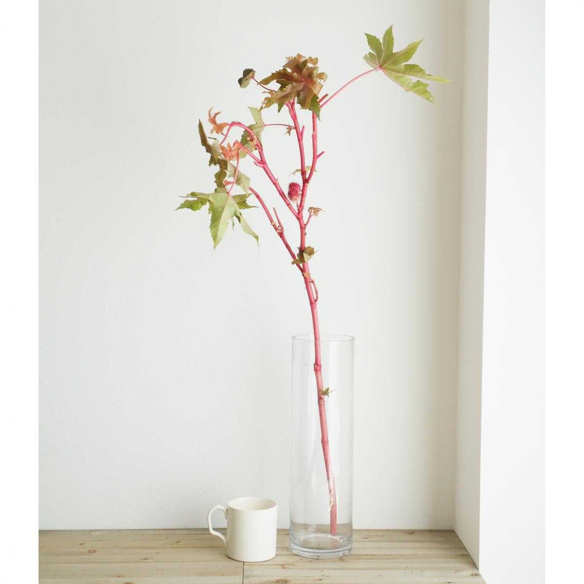 生花 ヒマ トウゴマ 70cm Fj 通販 はなどんやアソシエ 生花 ヒマ トウゴマ 70cm Fj 通販 はなどんやアソシエ