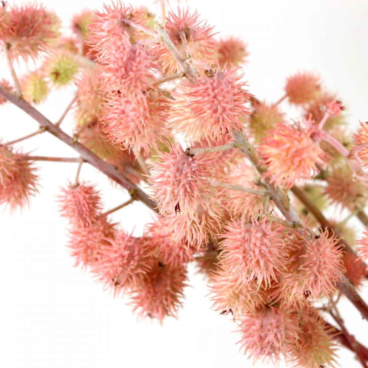 生花 ヒマの実 トウゴマ カルメンシータ 商品説明をお読みください 生花 ヒマの実 トウゴマ カルメンシータ 商品説明をお読みください