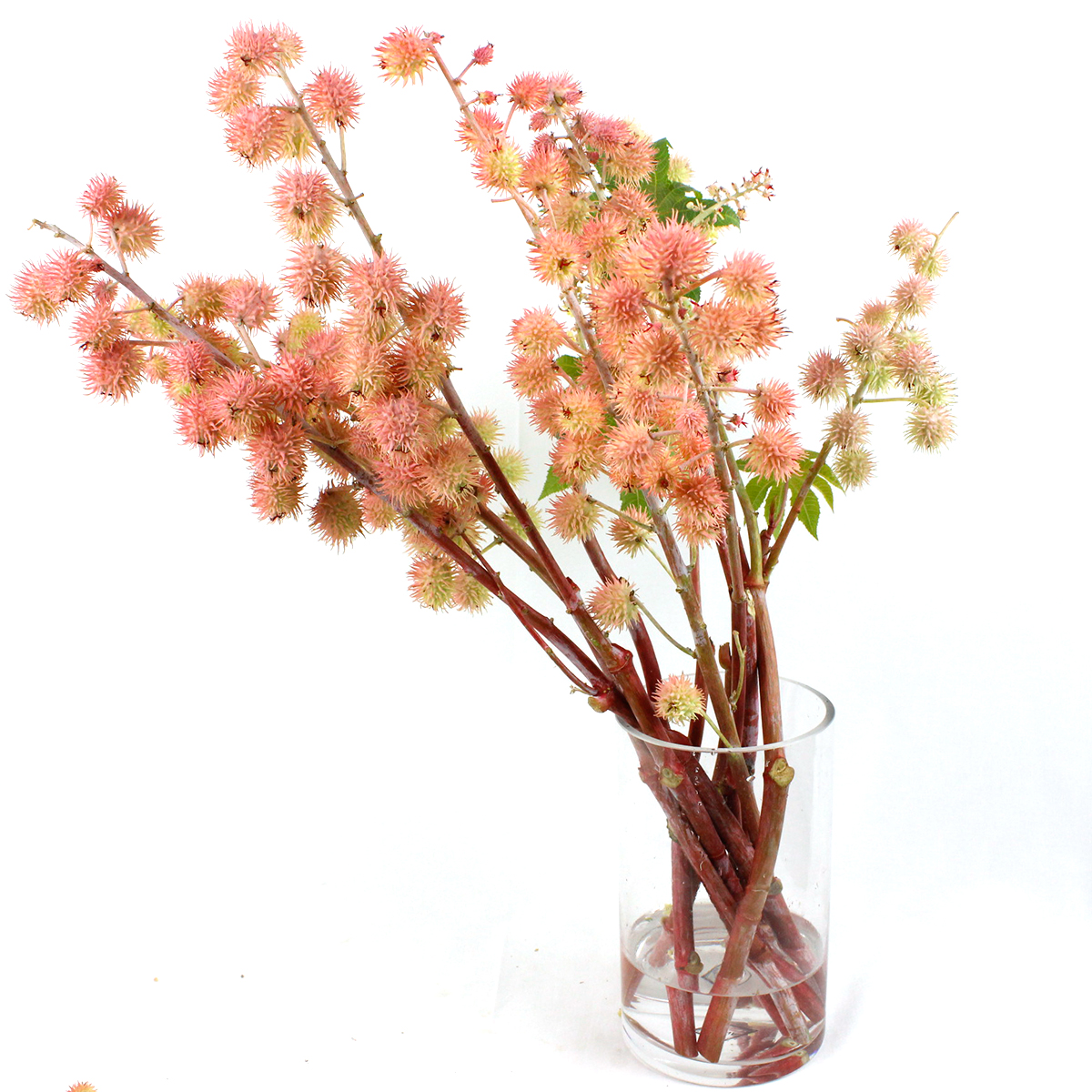 生花 ヒマの実 トウゴマ カルメンシータ 商品説明をお読みください 生花 ヒマの実 トウゴマ カルメンシータ 商品説明をお読みください