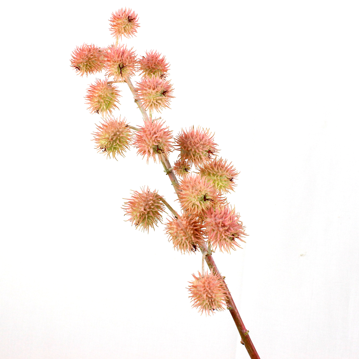 直前 ヒマの実 トウゴマ カルメンシータ 50cm程度 生花 通販 はなどんやアソシエ 直前 ヒマの実 トウゴマ カルメンシータ 50cm程度 生花 通販 はなどんやアソシエ