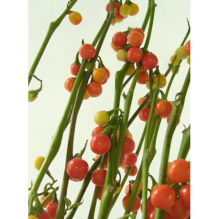 直前 花ナス 品種おまかせ 生花 通販 はなどんやアソシエ 直前 花ナス 品種おまかせ 生花 通販 はなどんやアソシエ