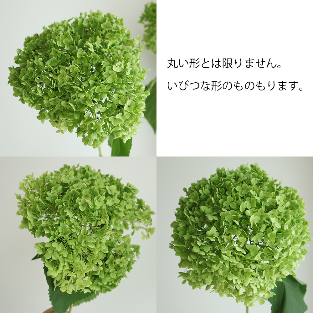 直前 生花 秋アジサイ グリーンアナベル 2lサイズ 村上さんなど 直前 生花 秋アジサイ グリーンアナベル 2lサイズ 村上さんなど