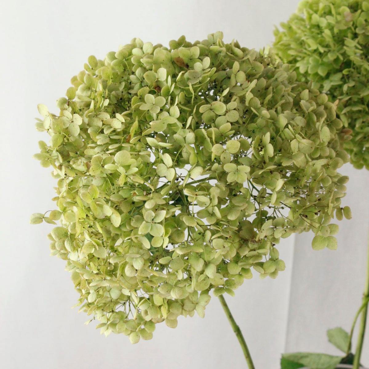 生花 秋アジサイ グリーンアナベル 半ドライ 花径25cm程度 山形寒河江 Seta13 通販 はなどんやアソシエ 生花 秋アジサイ グリーンアナベル 半ドライ 花径25cm程度 山形寒河江 Seta13 通販 はなどんやアソシエ