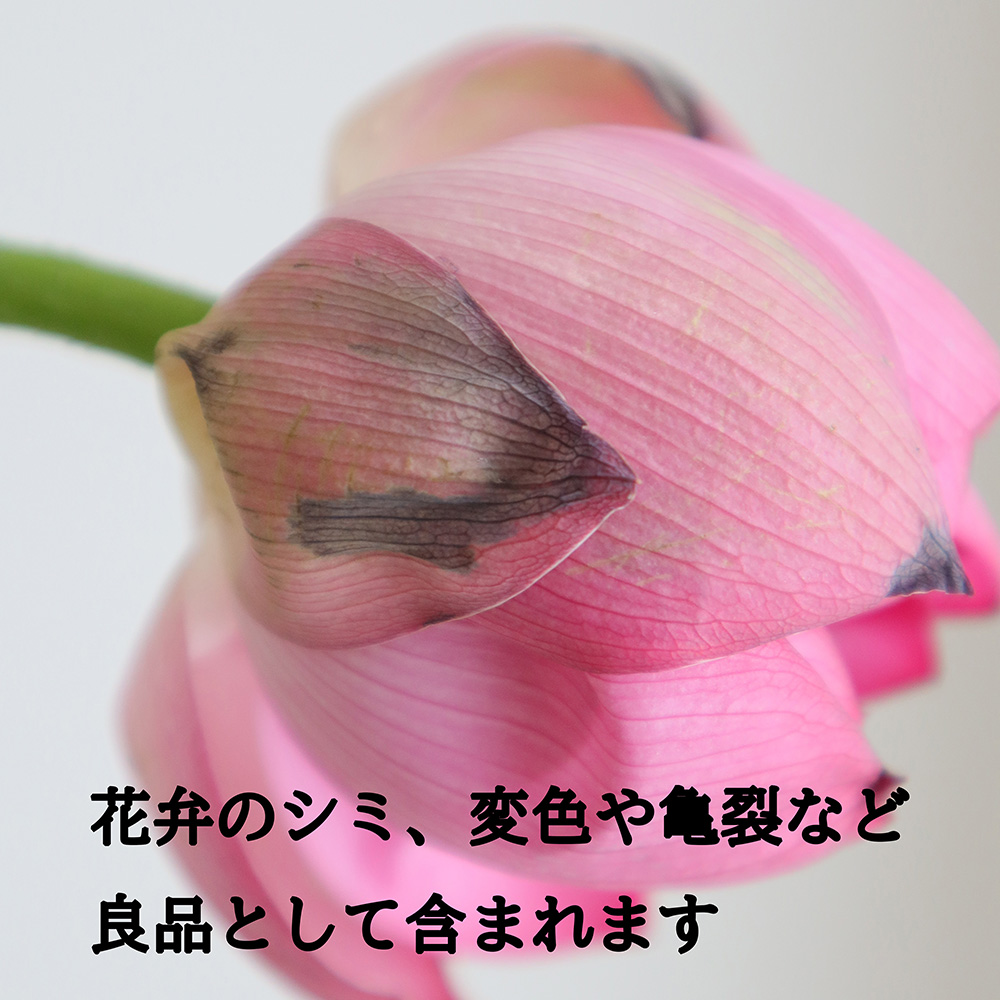 直前】【生花】蓮の花(2L) 【FJ】 - 花材通販はなどんやアソシエ