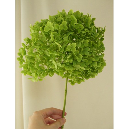 生花】片品村グリーンアナベル 3Lサイズ - 花材通販はなどんやアソシエ