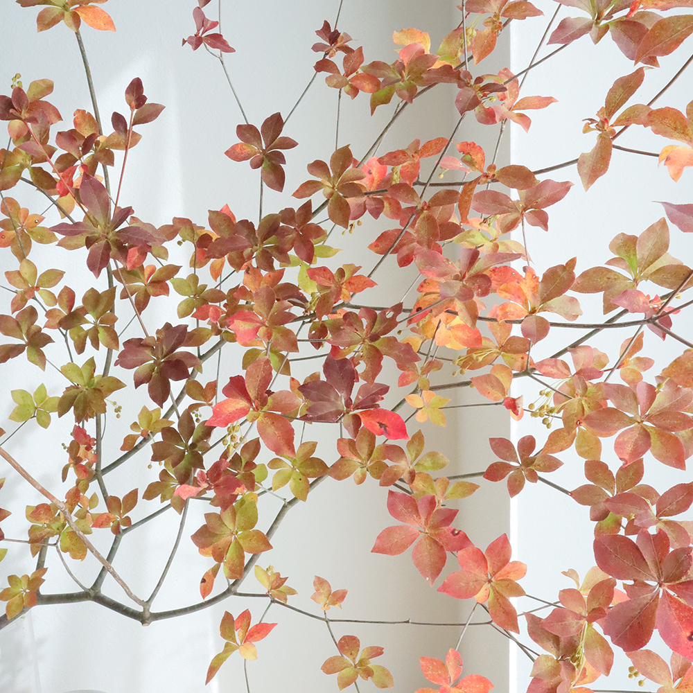 生花 ドウダンツツジ紅葉 1 2m程度 商品説明をお読み下さい 通販 はなどんやアソシエ 生花 ドウダンツツジ紅葉 1 2m程度 商品説明をお読み下さい 通販 はなどんやアソシエ