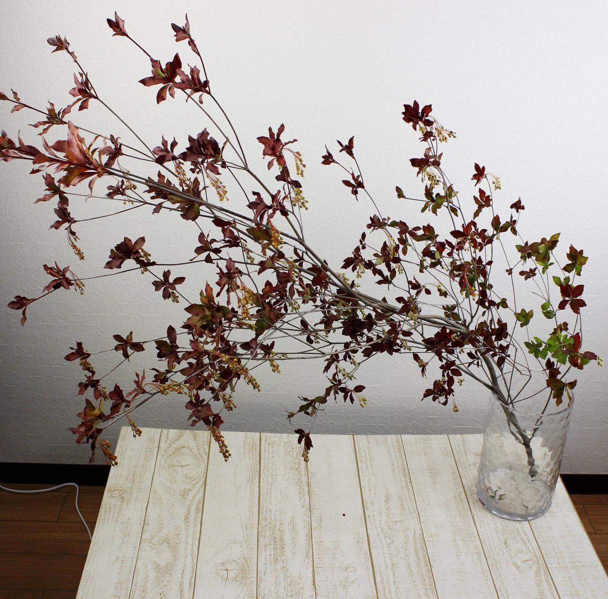 生花 ドウダンツツジ紅葉 赤 1m程度 磯田さんなど 商品説明をお読み下さい 早締切 通販 はなどんやアソシエ 生花 ドウダンツツジ紅葉 赤 1m程度 磯田さんなど 商品説明をお読み下さい 早締切 通販 はなどんやアソシエ