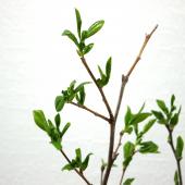 生花】夏椿(シャラ) 100cm程度※花なし - 花材通販はなどんやアソシエ