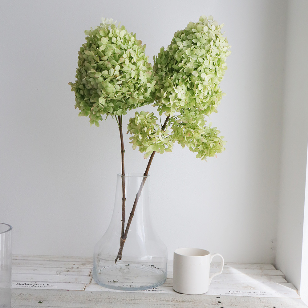 直前 生花 アジサイ ライムライト グリーン 白系 フレッシュ 60cm 通販 はなどんやアソシエ 直前 生花 アジサイ ライムライト グリーン 白系 フレッシュ 60cm 通販 はなどんやアソシエ
