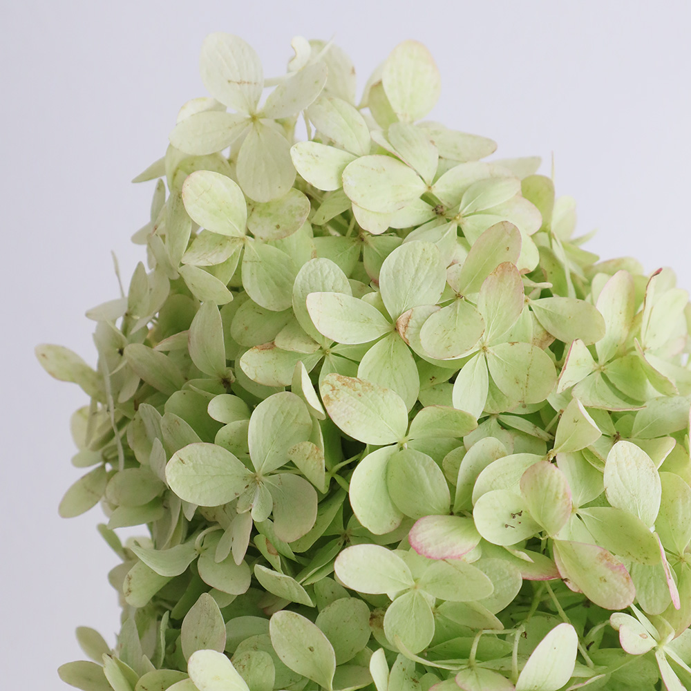 直前 生花 アジサイ ライムライト グリーン 白系 フレッシュ 60cm 通販 はなどんやアソシエ 直前 生花 アジサイ ライムライト グリーン 白系 フレッシュ 60cm 通販 はなどんやアソシエ