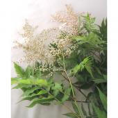 生花】チンシバイ(穂咲ナナカマド、庭ナナカマド)1M程度: - 花材通販は