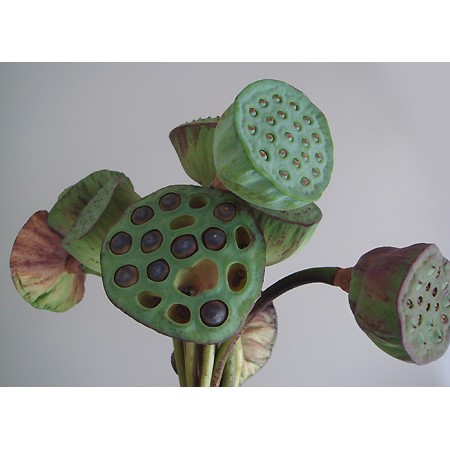 生花 蓮の実 蓮台 7 12 13日限定お届け 色について商品説明をご確認ください 通販 はなどんやアソシエ 生花 蓮の実 蓮台 7 12 13日限定お届け 色について商品説明をご確認ください 通販 はなどんやアソシエ