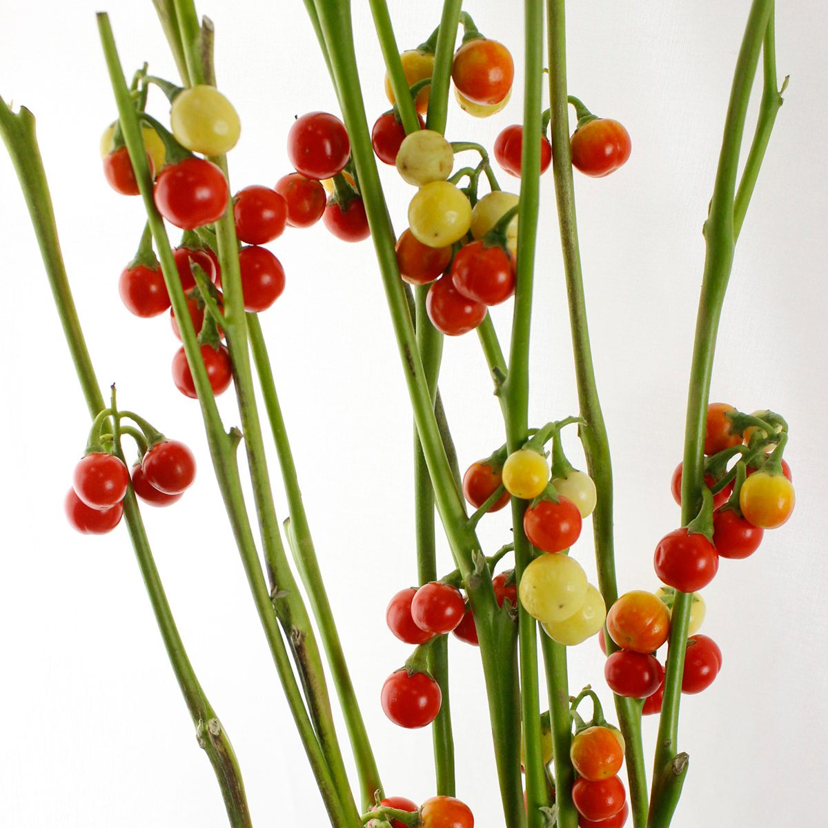 生花 花ナス スパークラブ 60cm 長野県ほか Ot 通販 はなどんやアソシエ 生花 花ナス スパークラブ 60cm 長野県ほか Ot 通販 はなどんやアソシエ