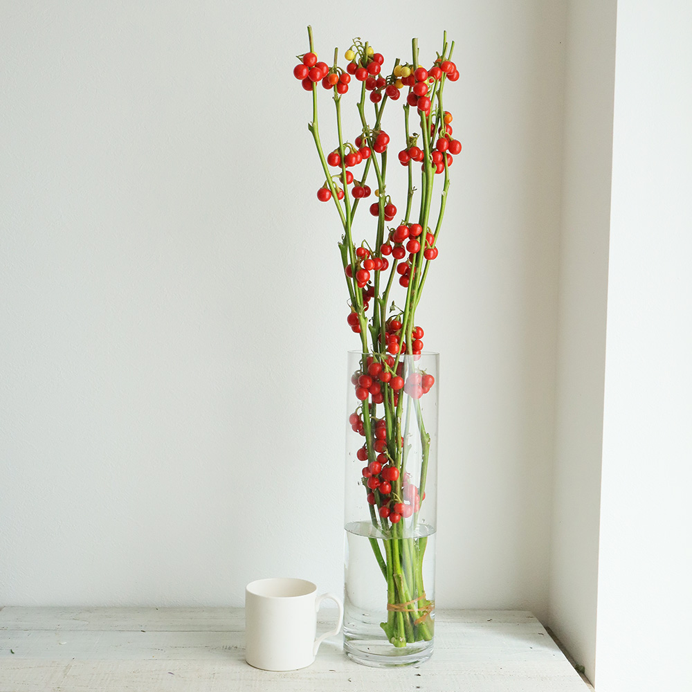 直前 生花 花ナス スパークラブ 60cm ながの農協ほか Ot 通販 はなどんやアソシエ 直前 生花 花ナス スパークラブ 60cm ながの農協ほか Ot 通販 はなどんやアソシエ